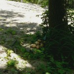 'duinpiepers' ws Duinpiepers, excursie Kennemerduinen 6-6-2015 015