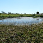 ws Plantenwerkgroep, excursie Kennemerduinen 6-6-2015 034
