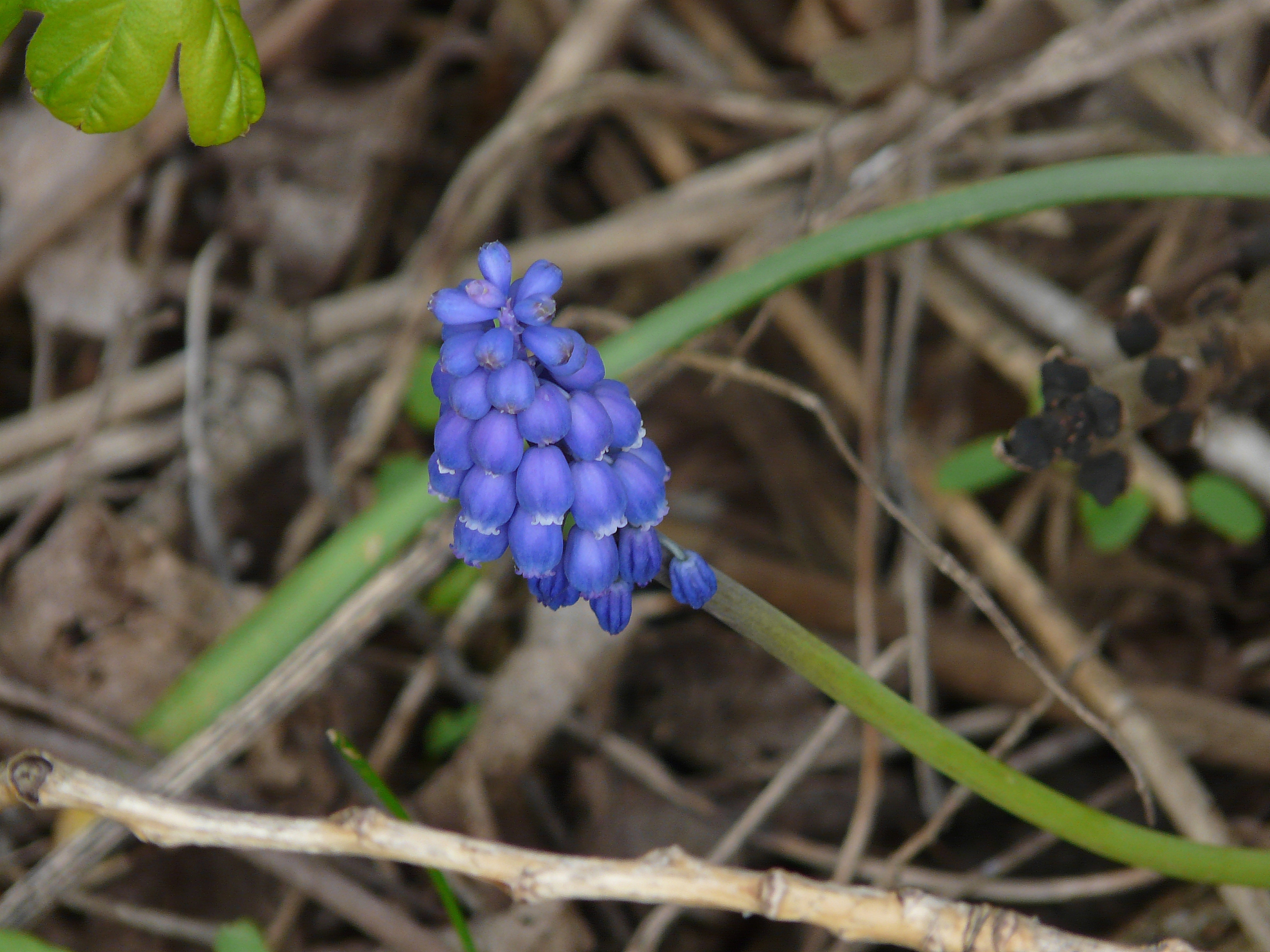 Blauwe druifje, Muscari botryoides