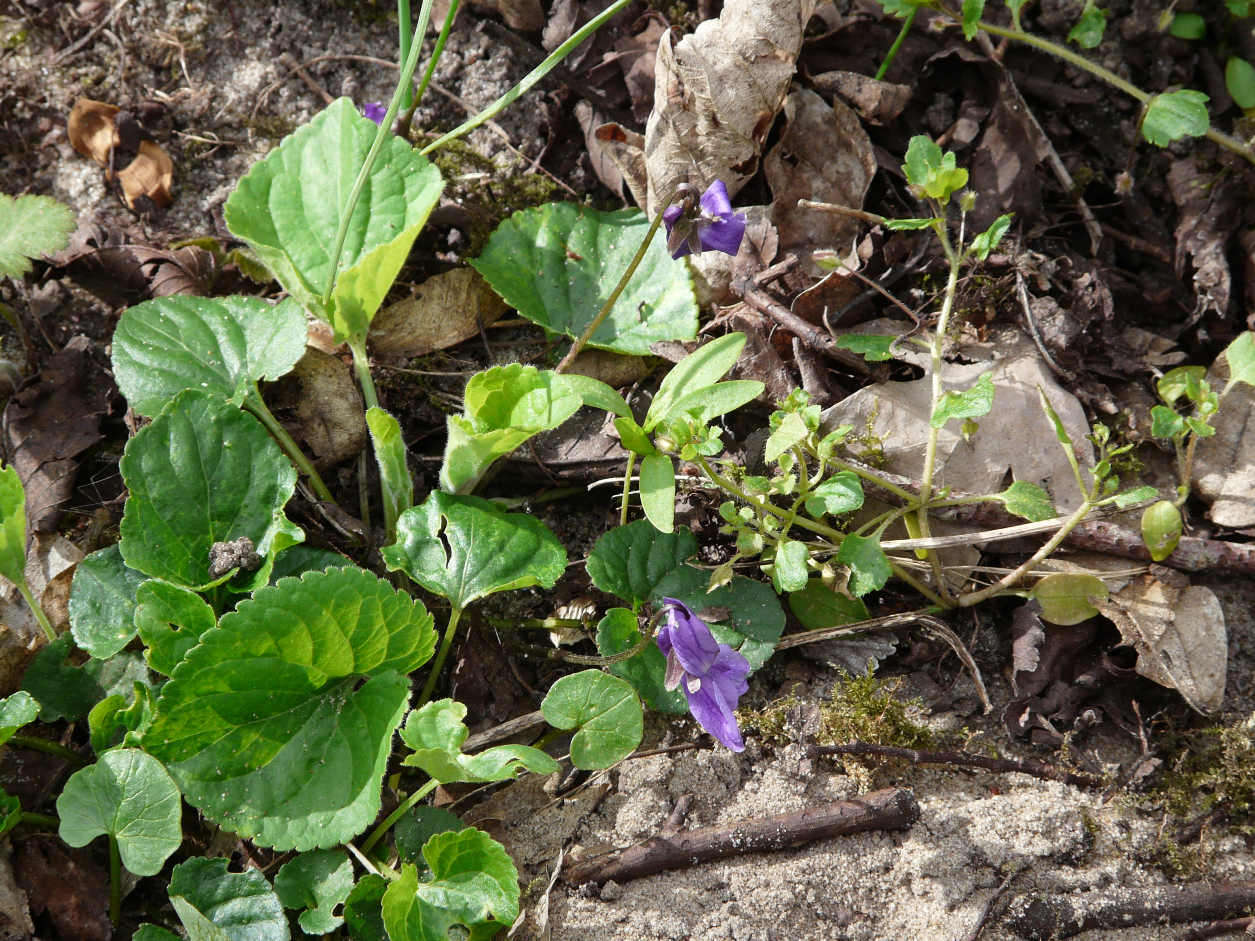 maarts viooltje, foto Heleen Strikkers
