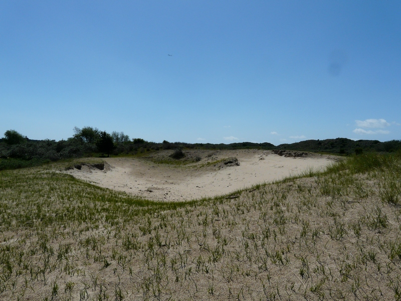 ws zandverstuiving Plantenwerkgroep, excursie Kennemerduinen 6-6-2015 033