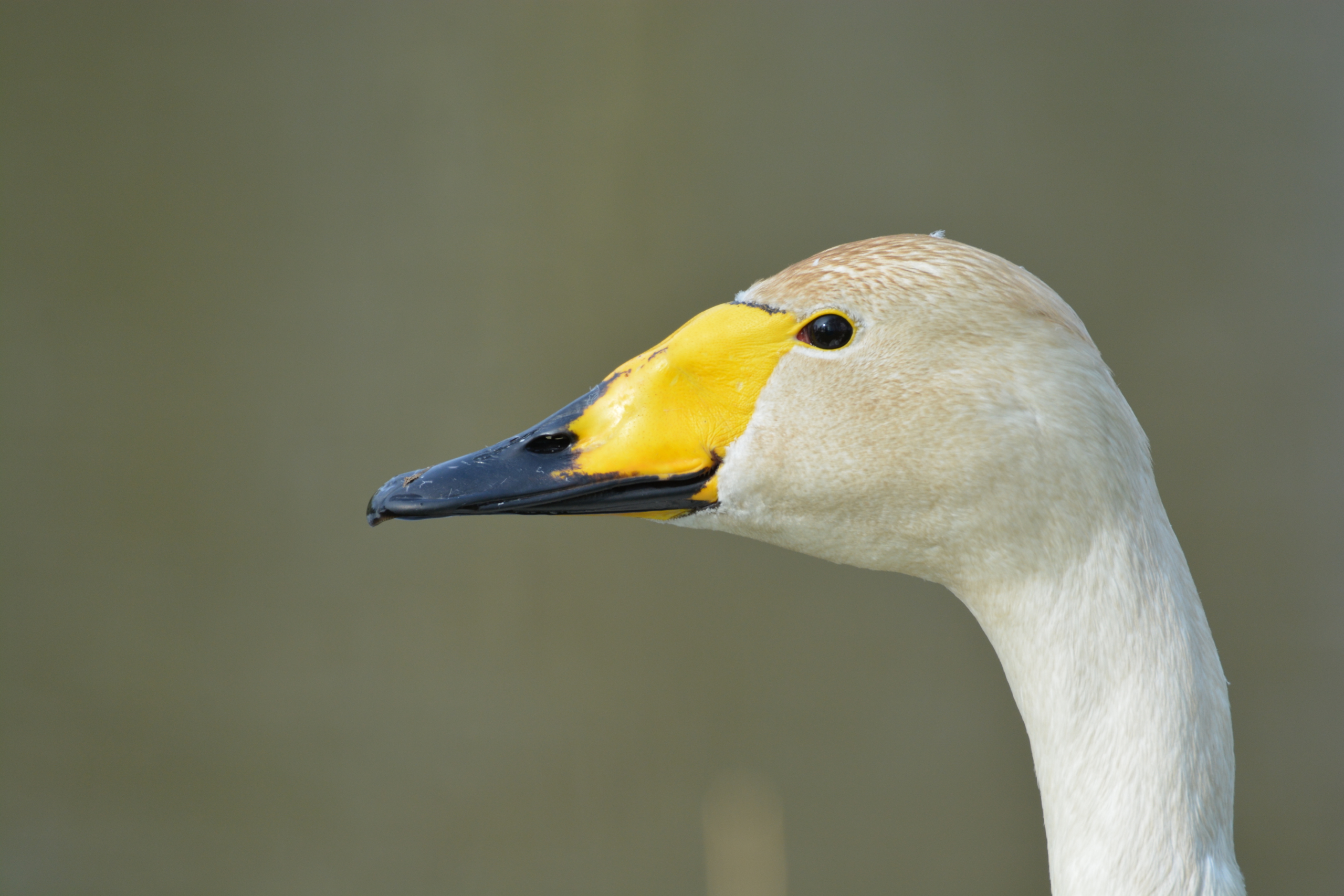 excursie vogelwerkgroep naar polder Arkenheem