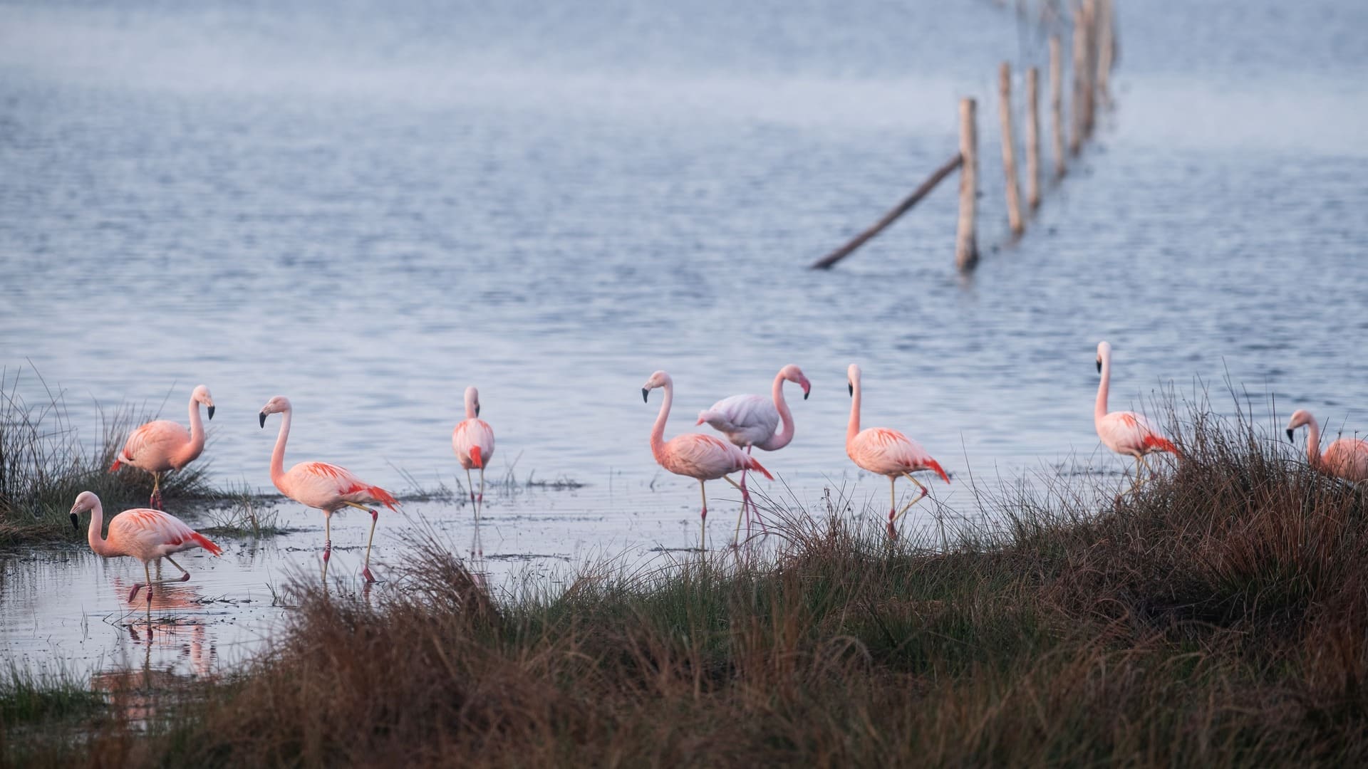 excursie vogelwerkgroep naar het Zwillbrocker venn en de steengroeve van Winterswijk