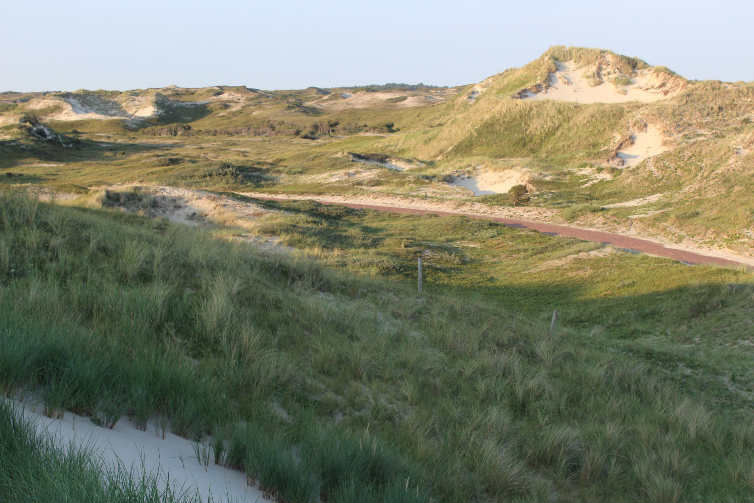 Excursie plantenwerkgroep naar Grafelijkheidsduinen (bij Den Helder)