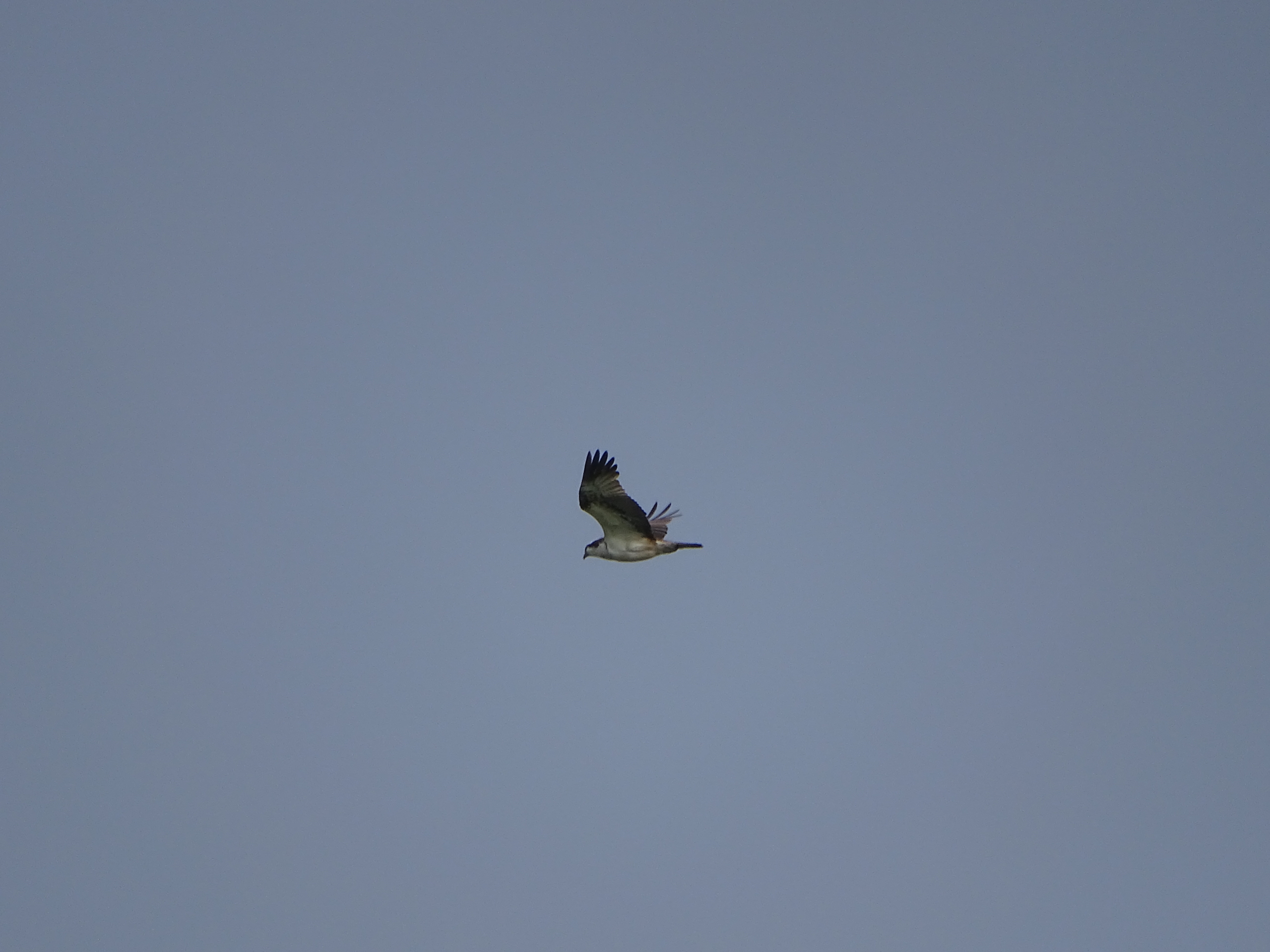 Euro Birdwatch trektelpost Melmer